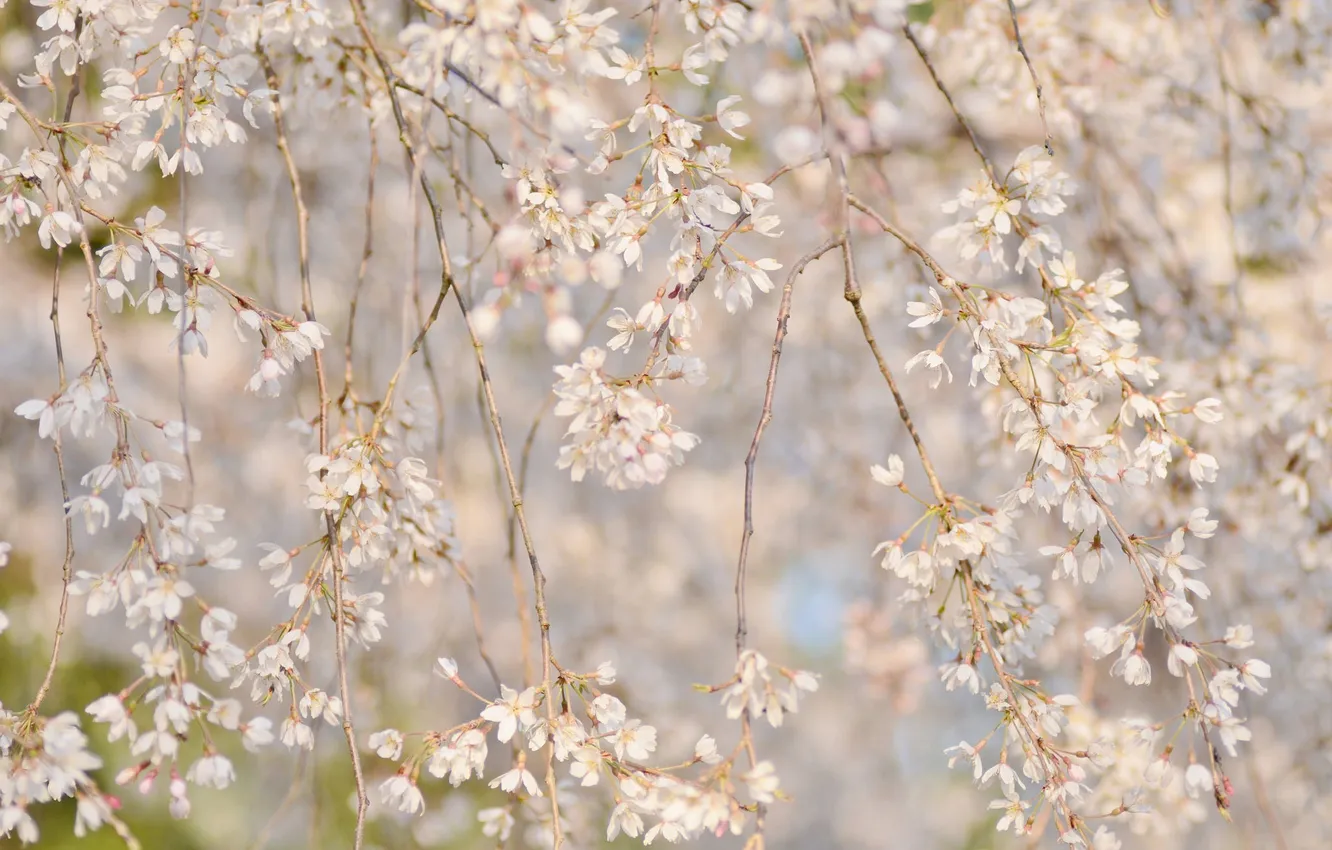 Фото обои ветки, вишня, весна, сакура