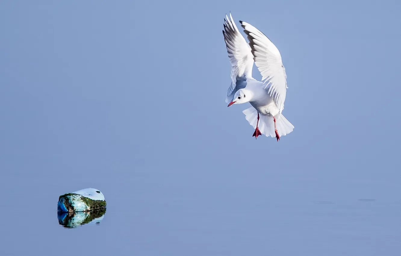 Фото обои вода, камень, крылья, чайка