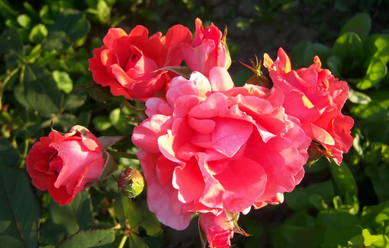 Фото обои лето, куст, розы, Meduzanol ©