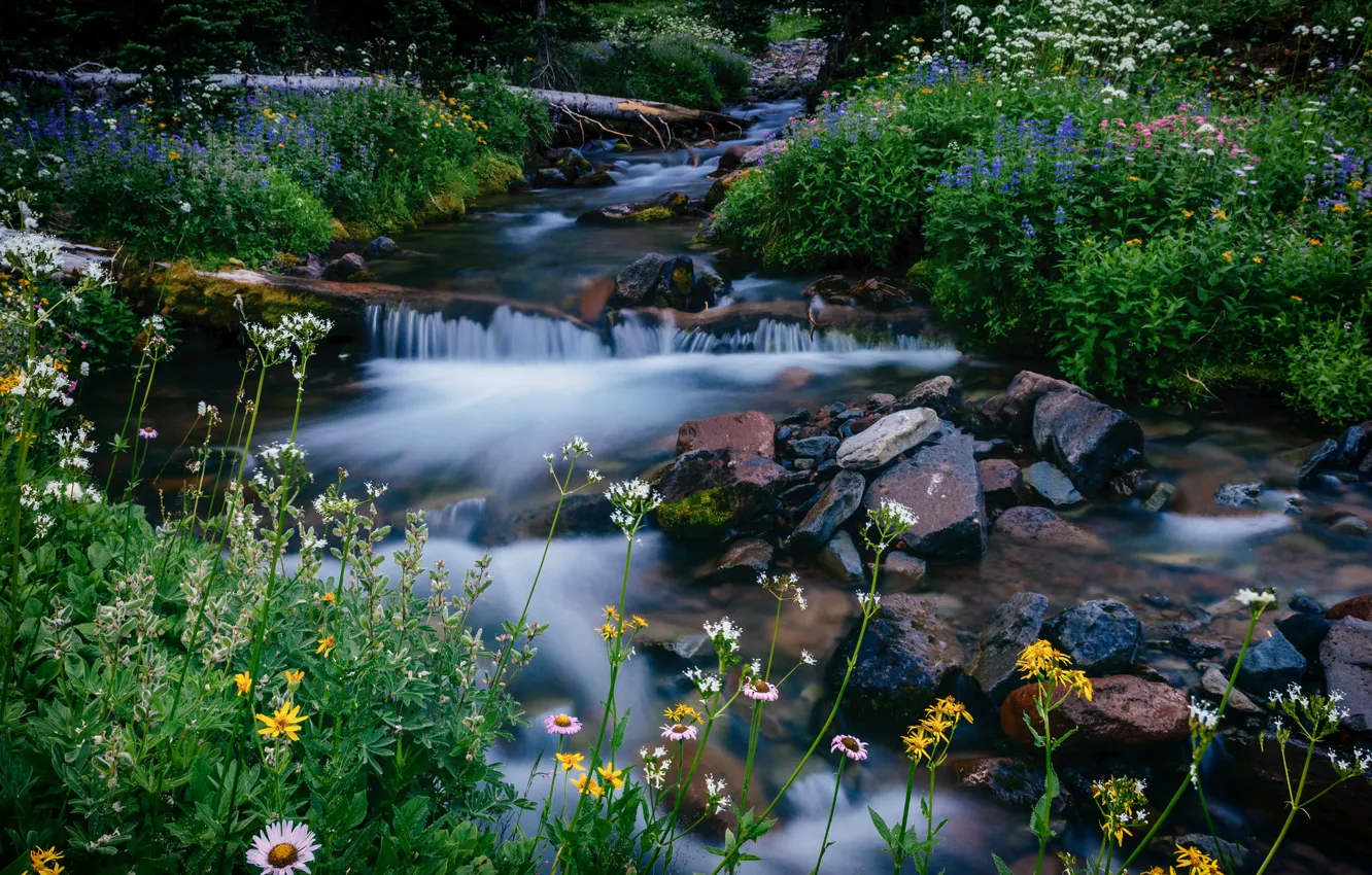 Фото обои цветы, ручей, камни, Вашингтон, Washington, Mount Rainier National Park, Маунт-Рейнир, Melody Creek