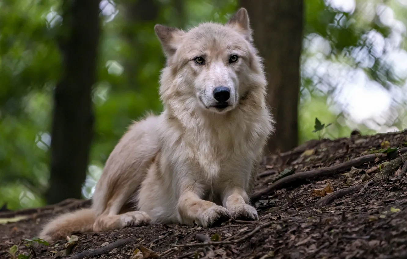 Фото обои nature, snow, predator, face, animal, wolf, wolves, wildlife