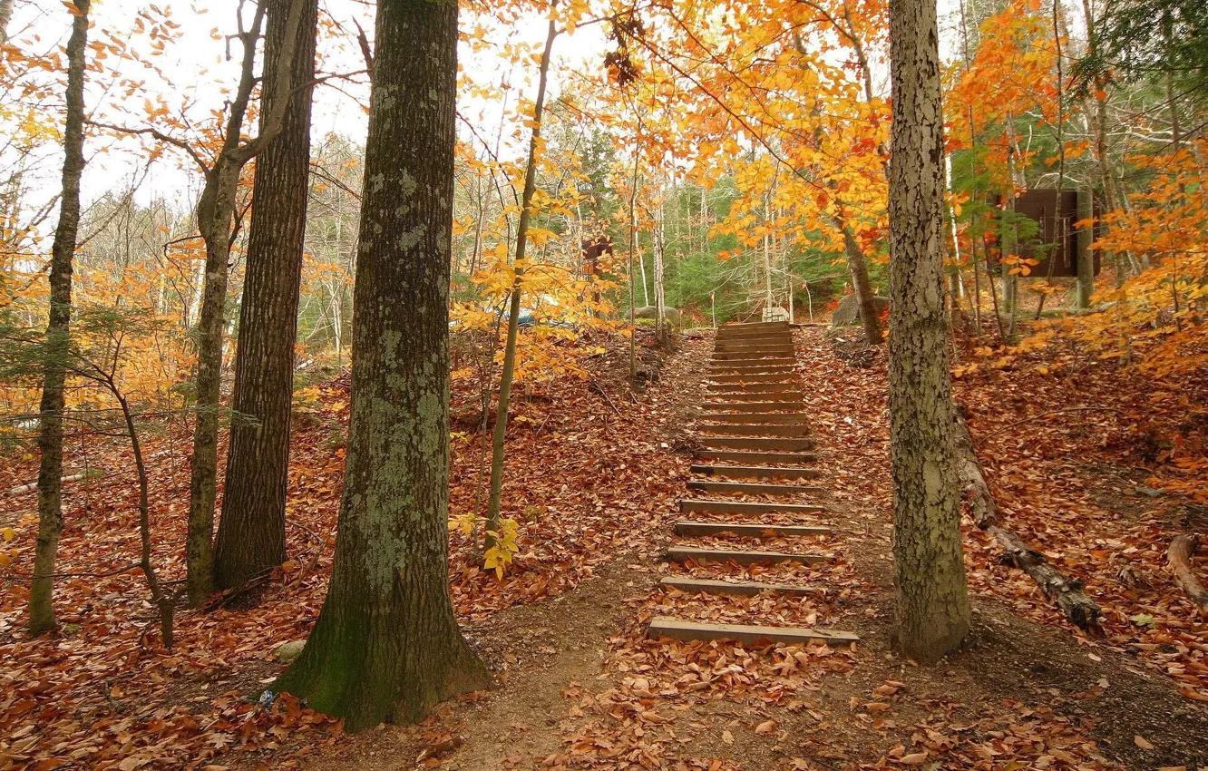 Фото обои осень, деревья, обои, лестница