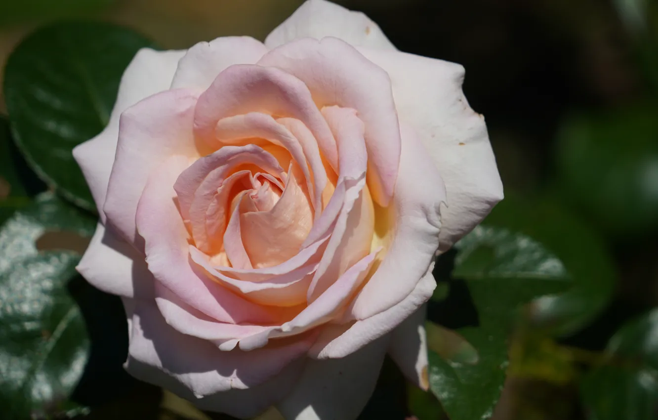 Фото обои макро, роза, лепестки, розоая
