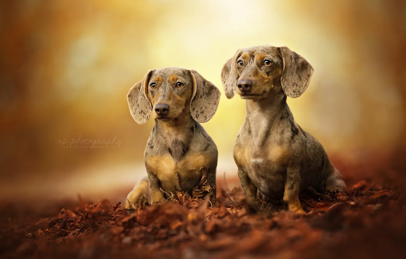 Фото обои листья, пара, боке, две собаки, Такса