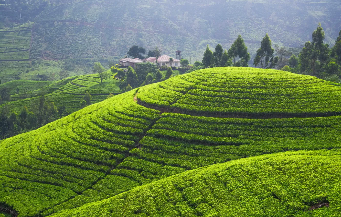 Фото обои зелень, холмы, поля, панорама, плантации, tea plantation