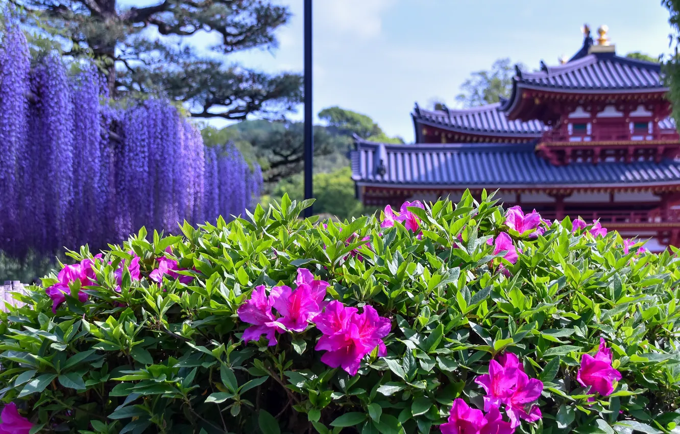 Фото обои цветы, дом, здания, Азия, пагода, азалия, глициния, рододендроны
