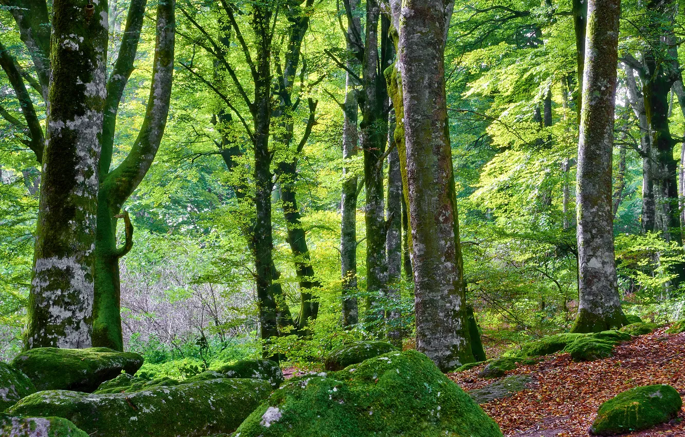 Фото обои лес, листья, деревья, камни, мох, кусты