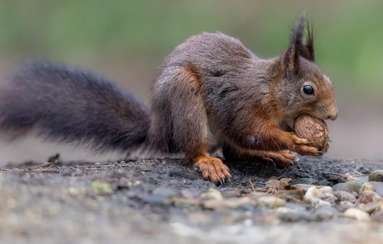 Фото обои поза, белка, орехи, трапеза