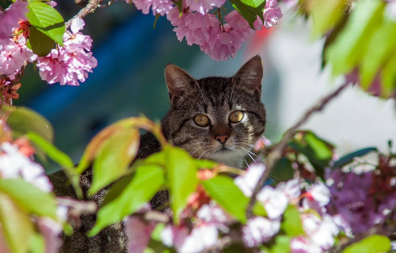 Фото обои кошка, кот, взгляд, морда, цветы, серый, портрет, весна