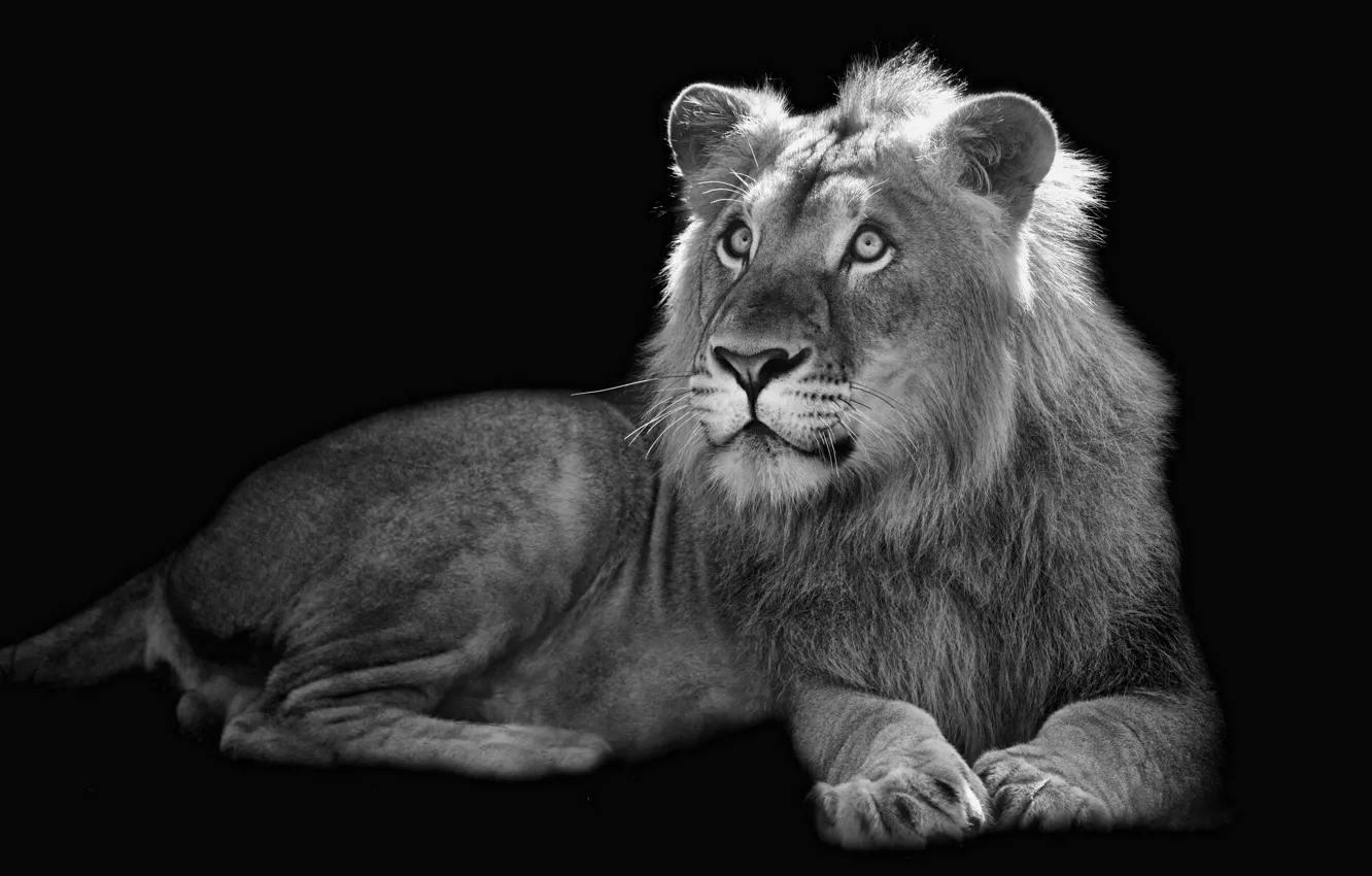 Фото обои фон, лев, зверь