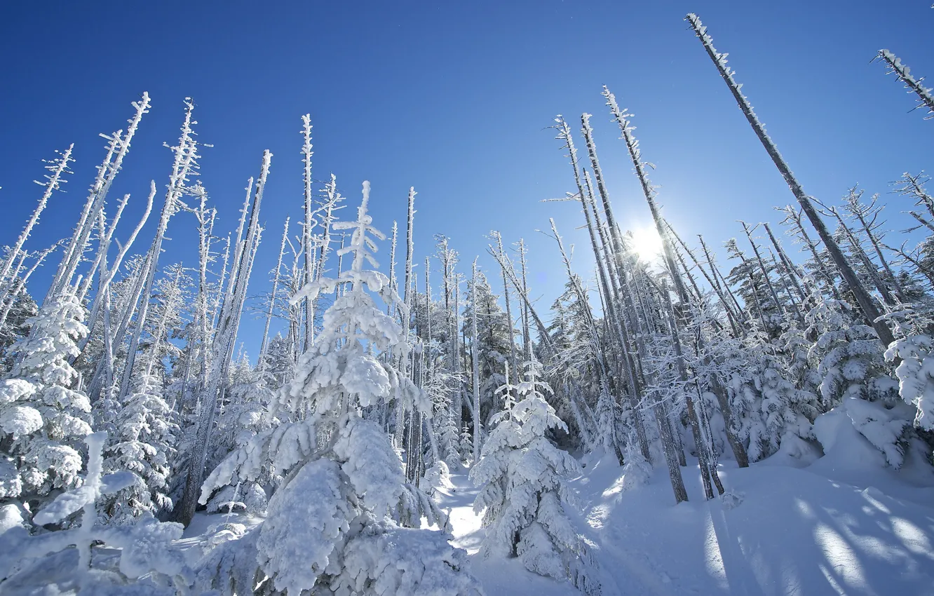 Фото обои зима, небо, солнце, лучи, снег, деревья, ель