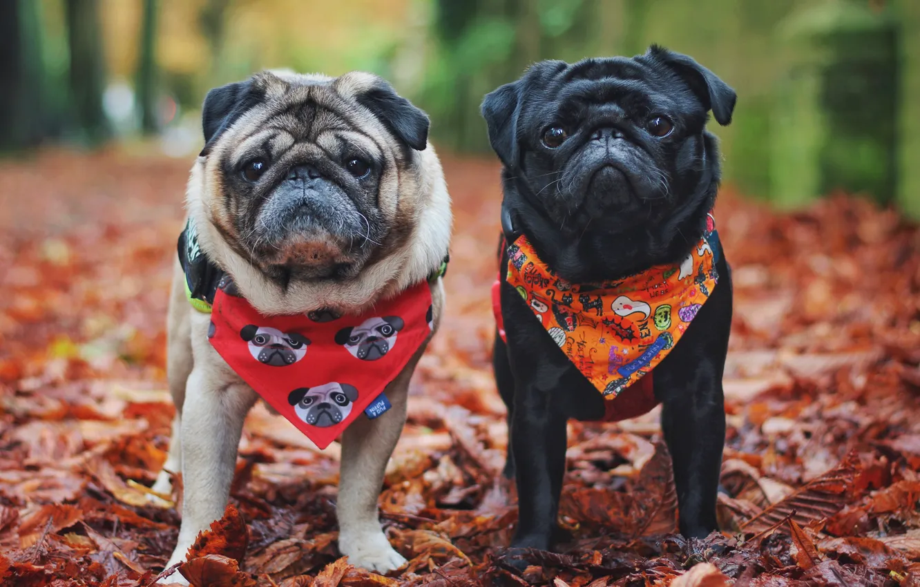 Фото обои осень, собаки, природа, собака, пара, мопс, платок, мопсы