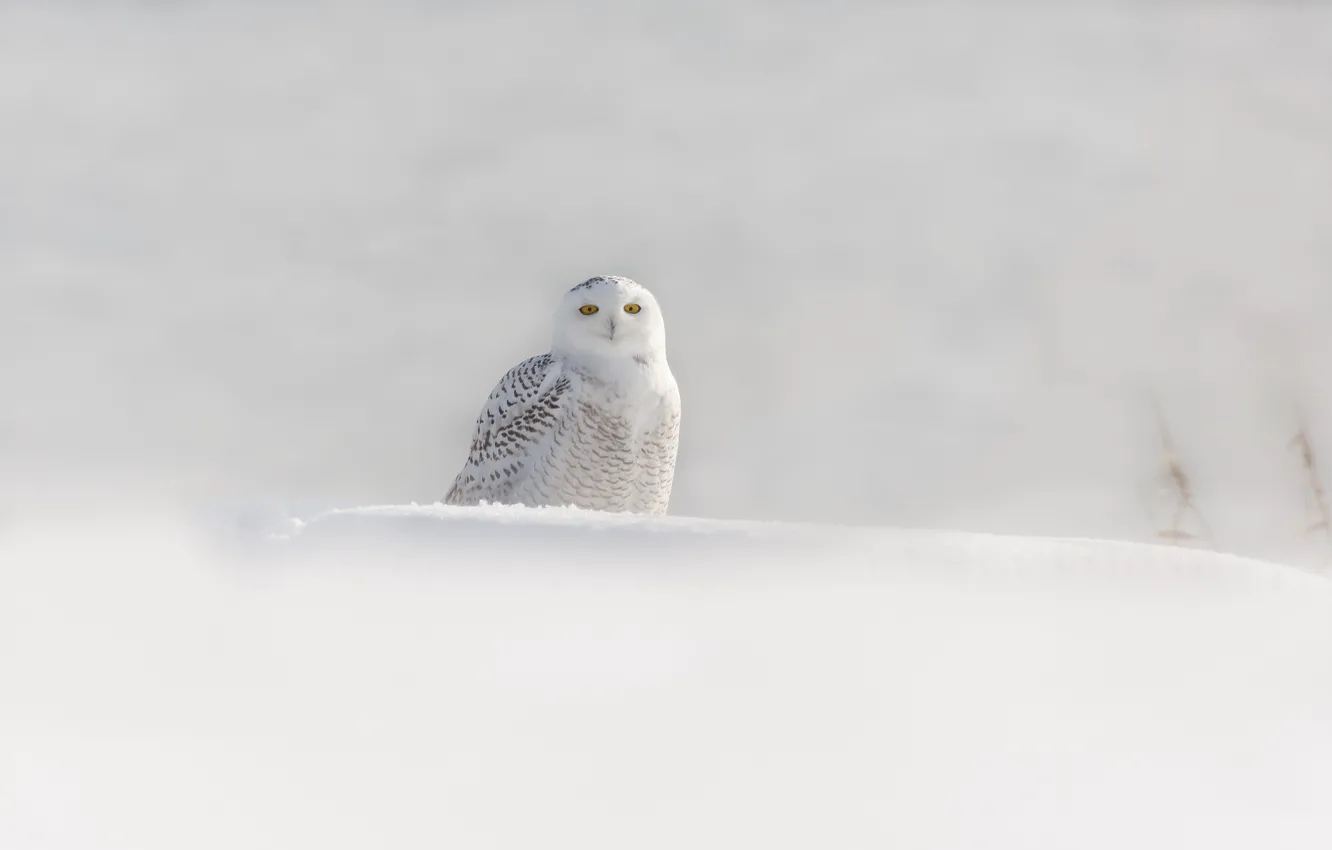 Фото обои зима, снег, птица, белая сова