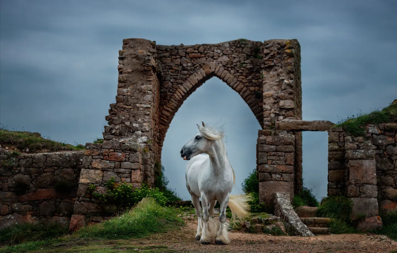 Фото обои белый, небо, природа, конь, лошадь, арка, белая, руины