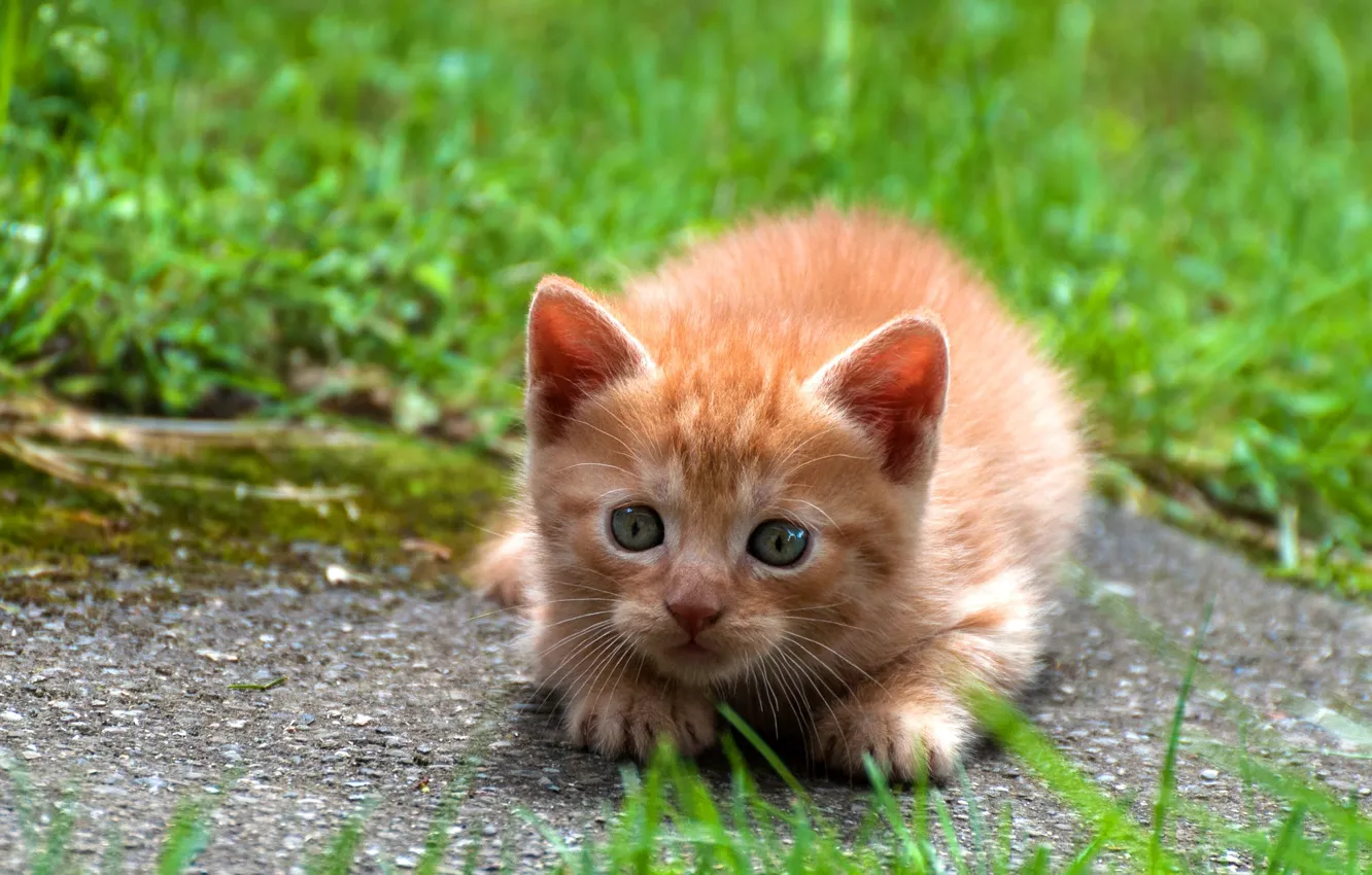 Фото обои кошка, трава, взгляд, природа, поза, котенок, малыш, рыжий