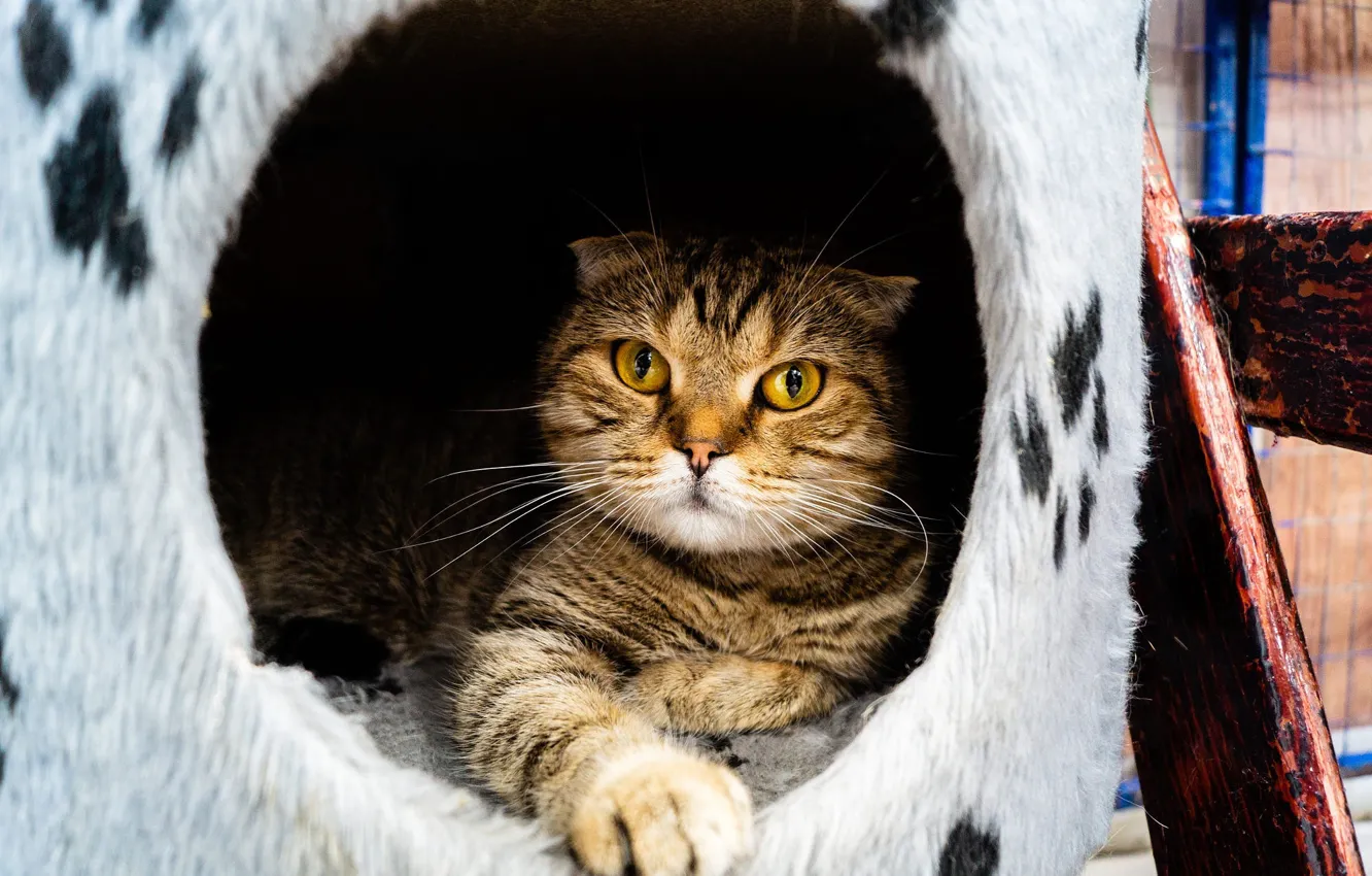 Фото обои кошка, кот, взгляд, кошкин дом