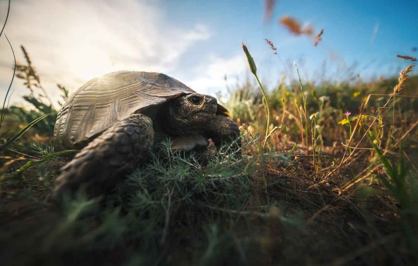 Фото обои трава, природа, животное, черепаха, Кавказ, Дагестан, Оборотов Алексей