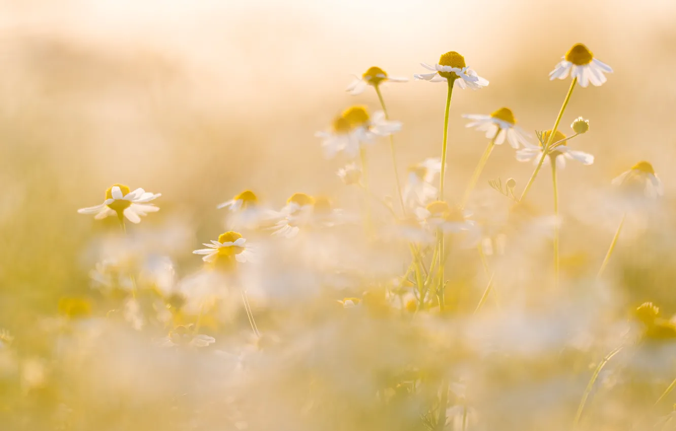 Фото обои лето, цветы, настроение, поляна, ромашки, размытие, белые, желтый фон