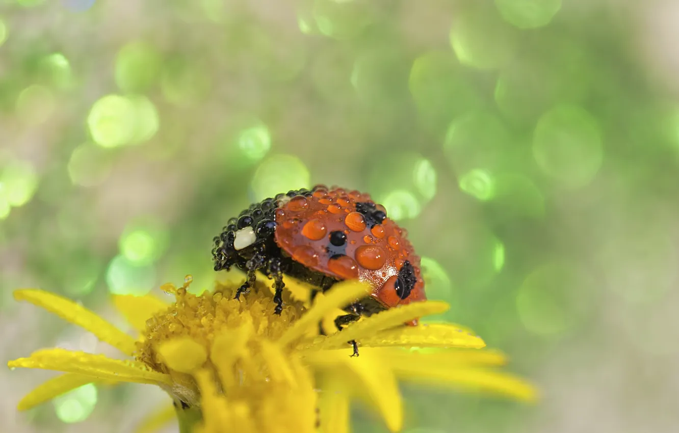 Фото обои цветок, капельки, божья коровка, flower, drops, ladybug