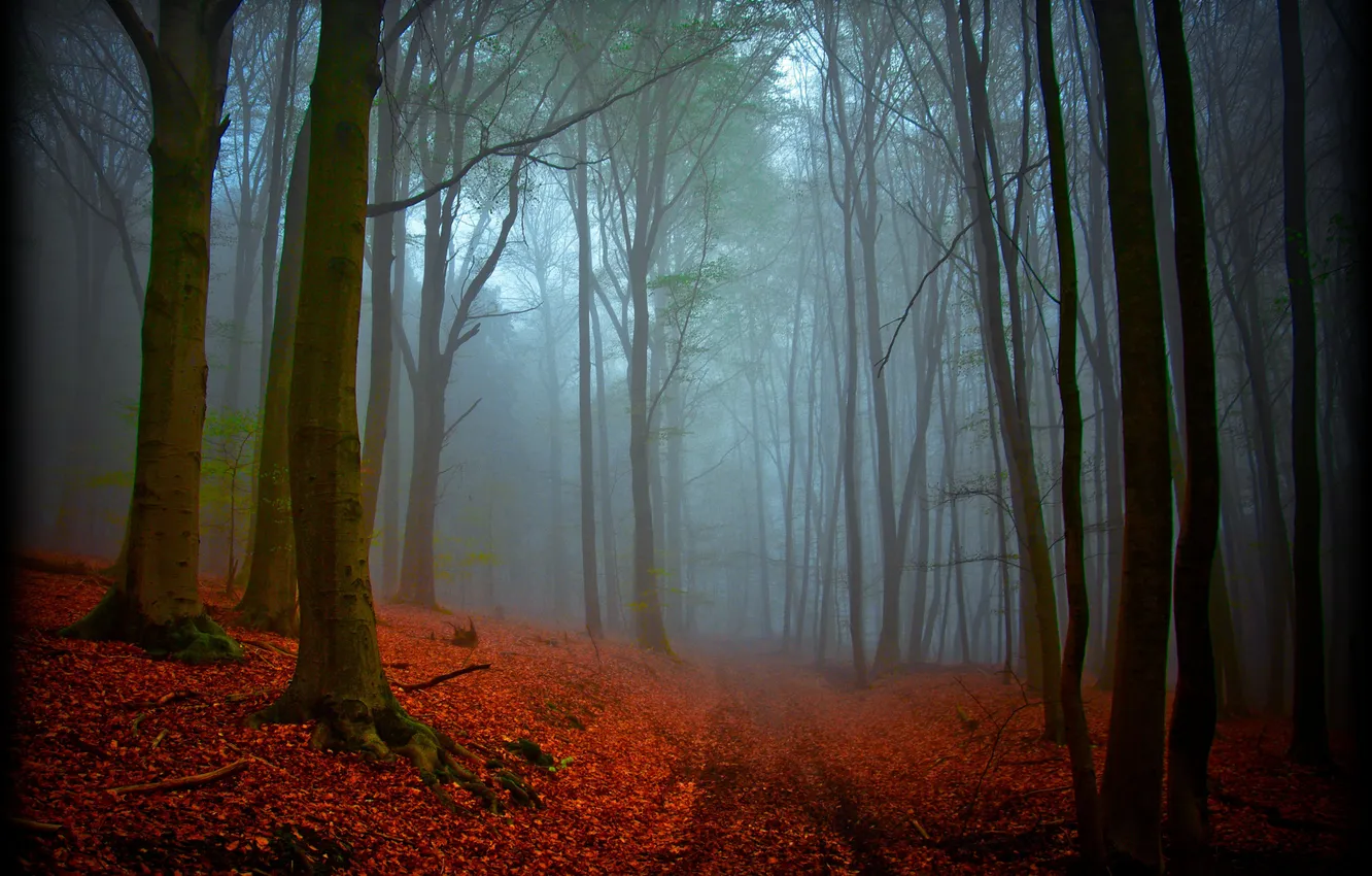 Фото обои осень, лес, природа, магия, дымка