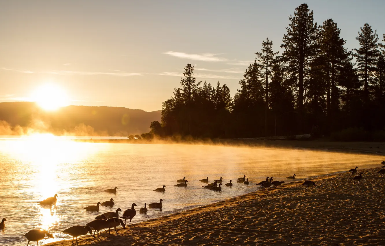 Фото обои пейзаж, природа, туман, озеро, утки, утро