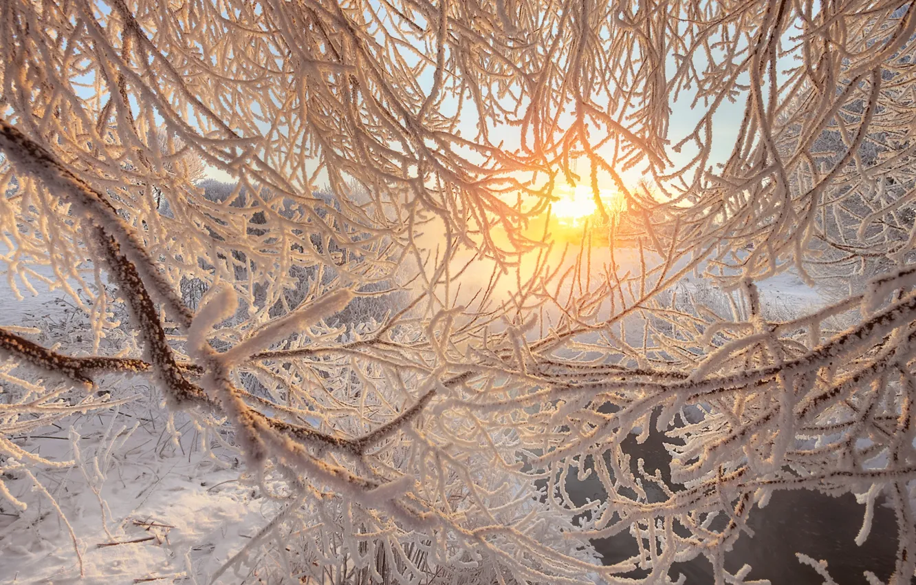 Фото обои зима, иней, ветки, река, рассвет, утро, Санкт-Петербург, Россия