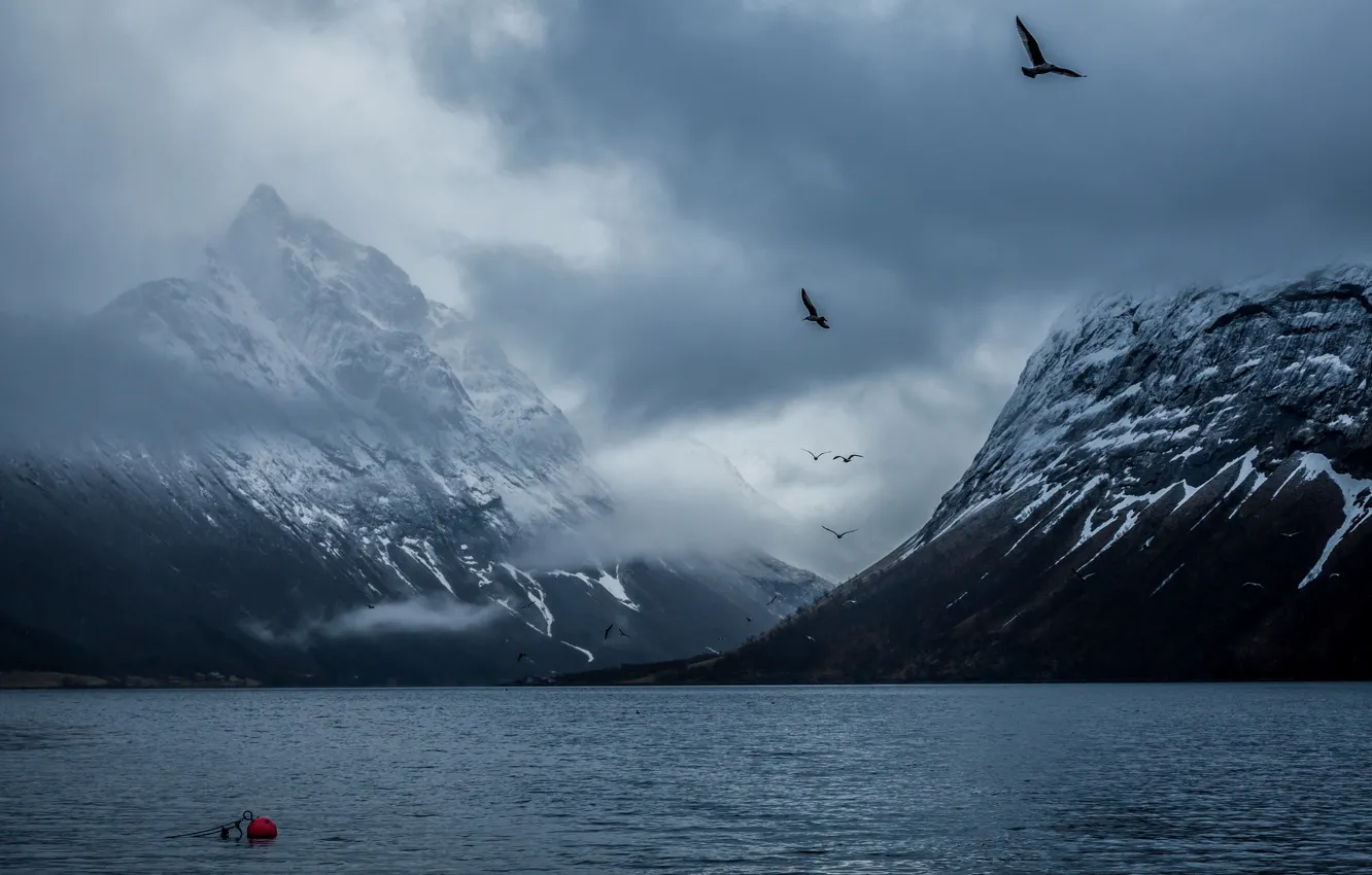 Фото обои горы, птица, Норвегия, залив, бакин