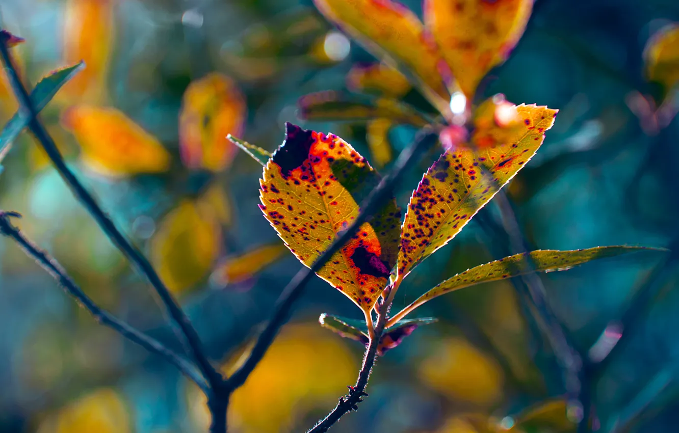 Фото обои осень, листья, ветки, растение, размытость