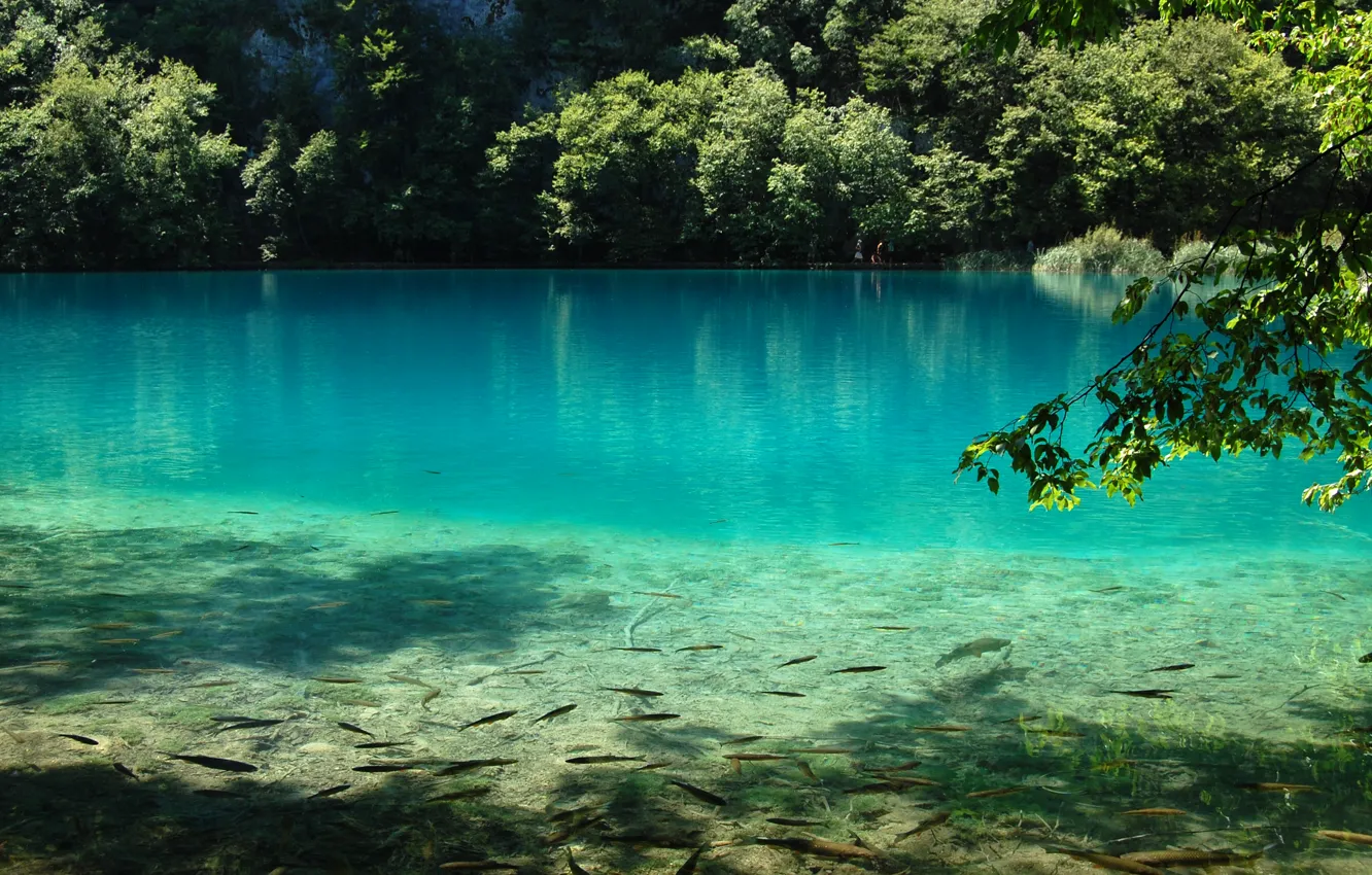 Фото обои вода, рыбы, природа, озеро, голубая, Plitvice Lake