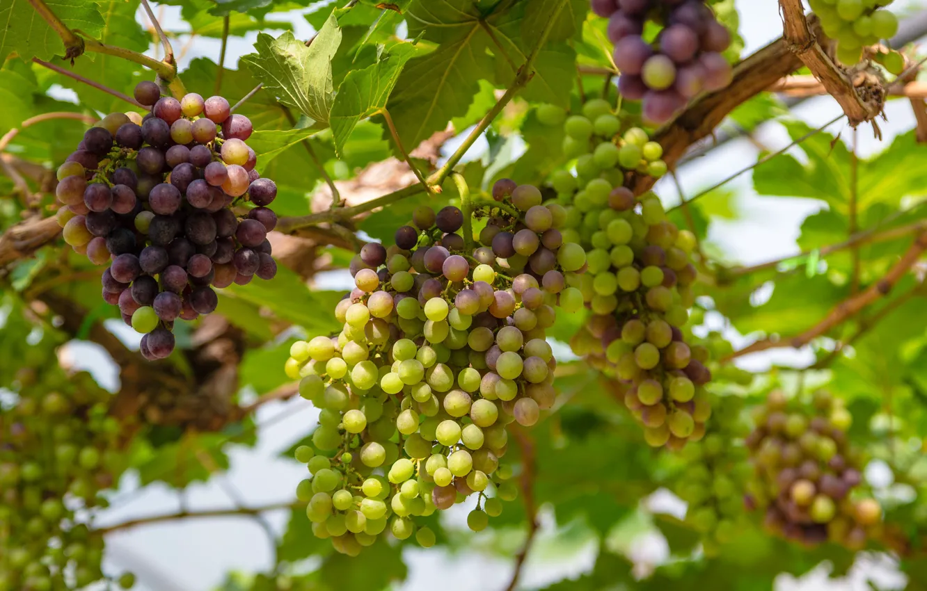 Фото обои листья, природа, виноград, виноградник, грозди винограда