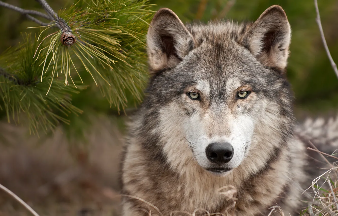 Фото обои волк, хищник, wolf, суровый взгляд