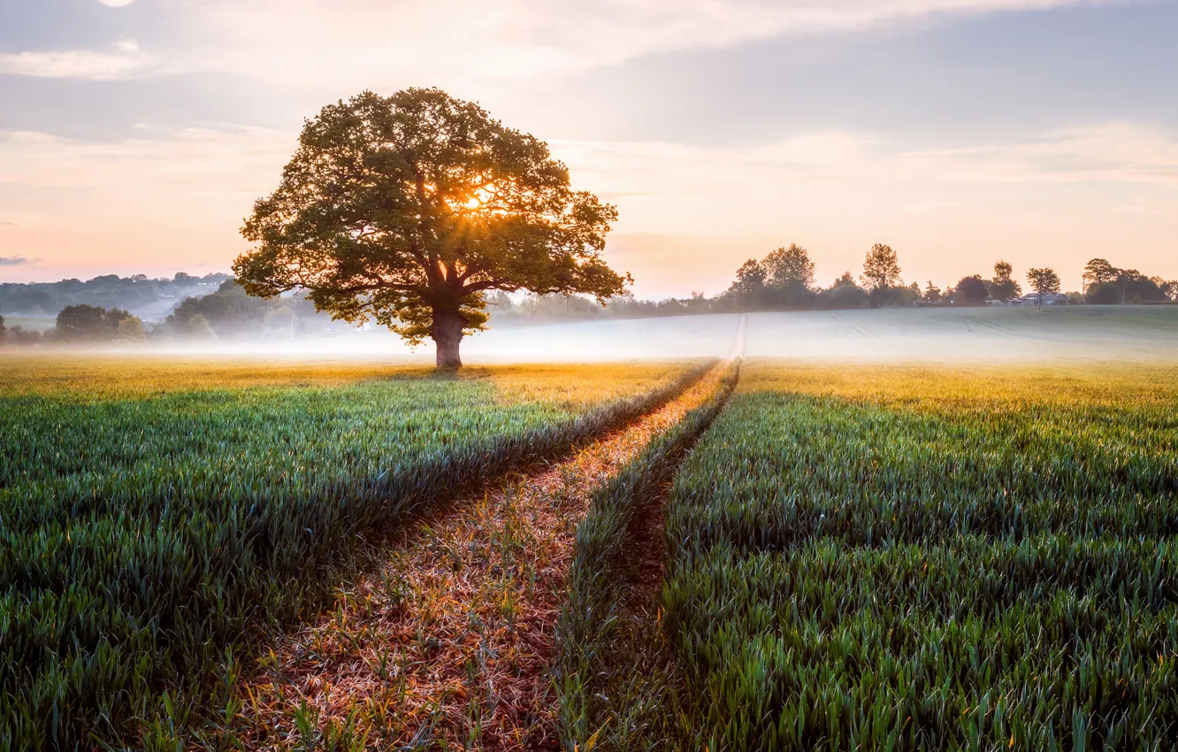 Фото обои поле, солнце, свет, туман, дерево, Англия, утро, графство