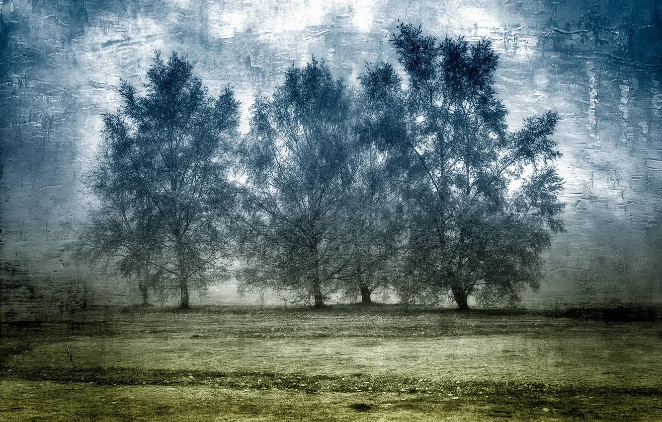 Фото обои поле, деревья, текстура