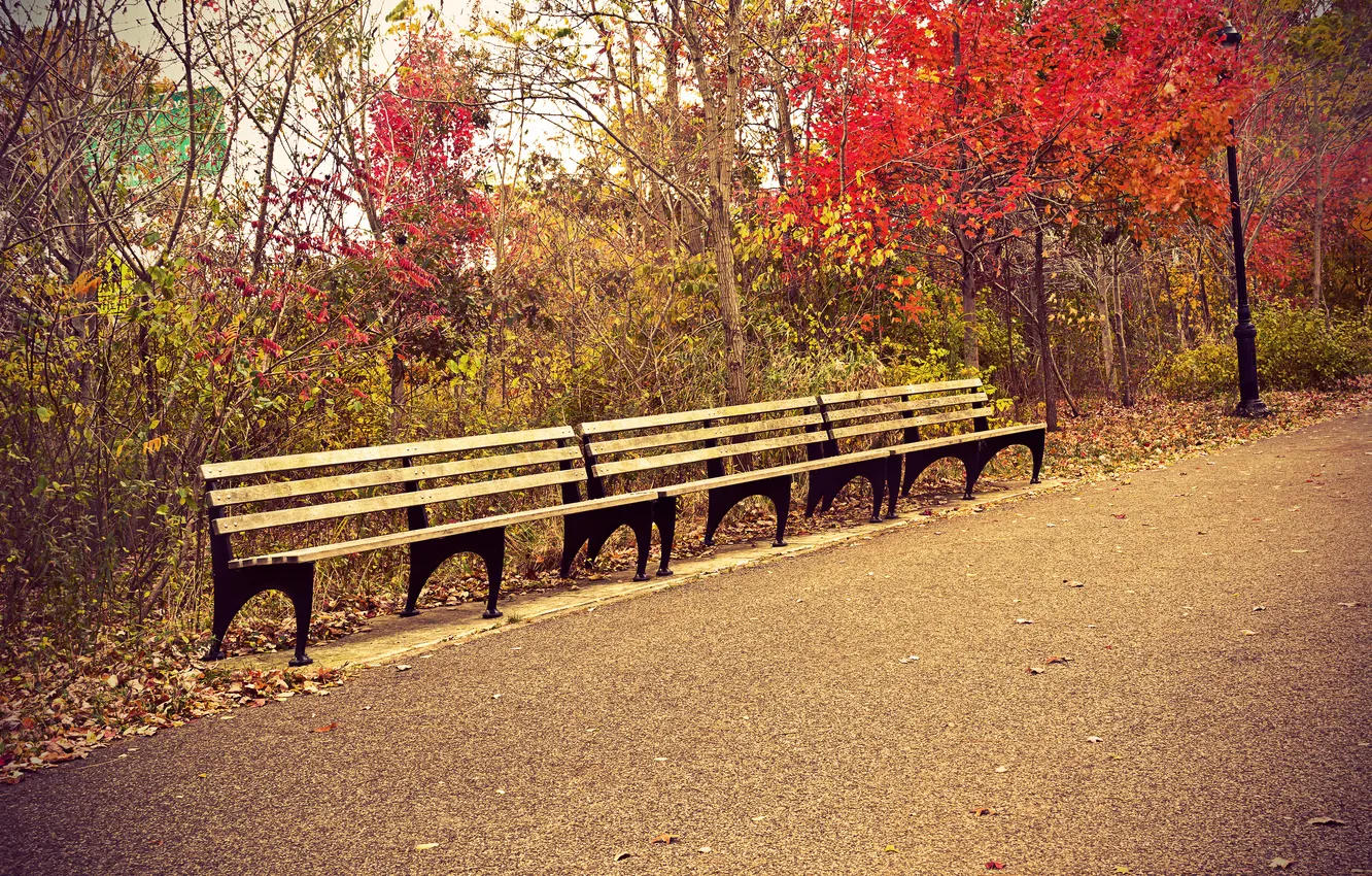 Фото обои листья, деревья, парк, путь, скамейки