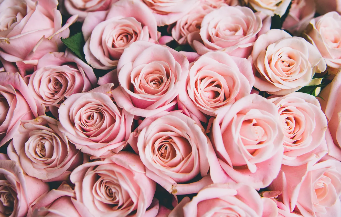Фото обои цветы, розы, розовые, бутоны, pink, flowers, romantic, roses
