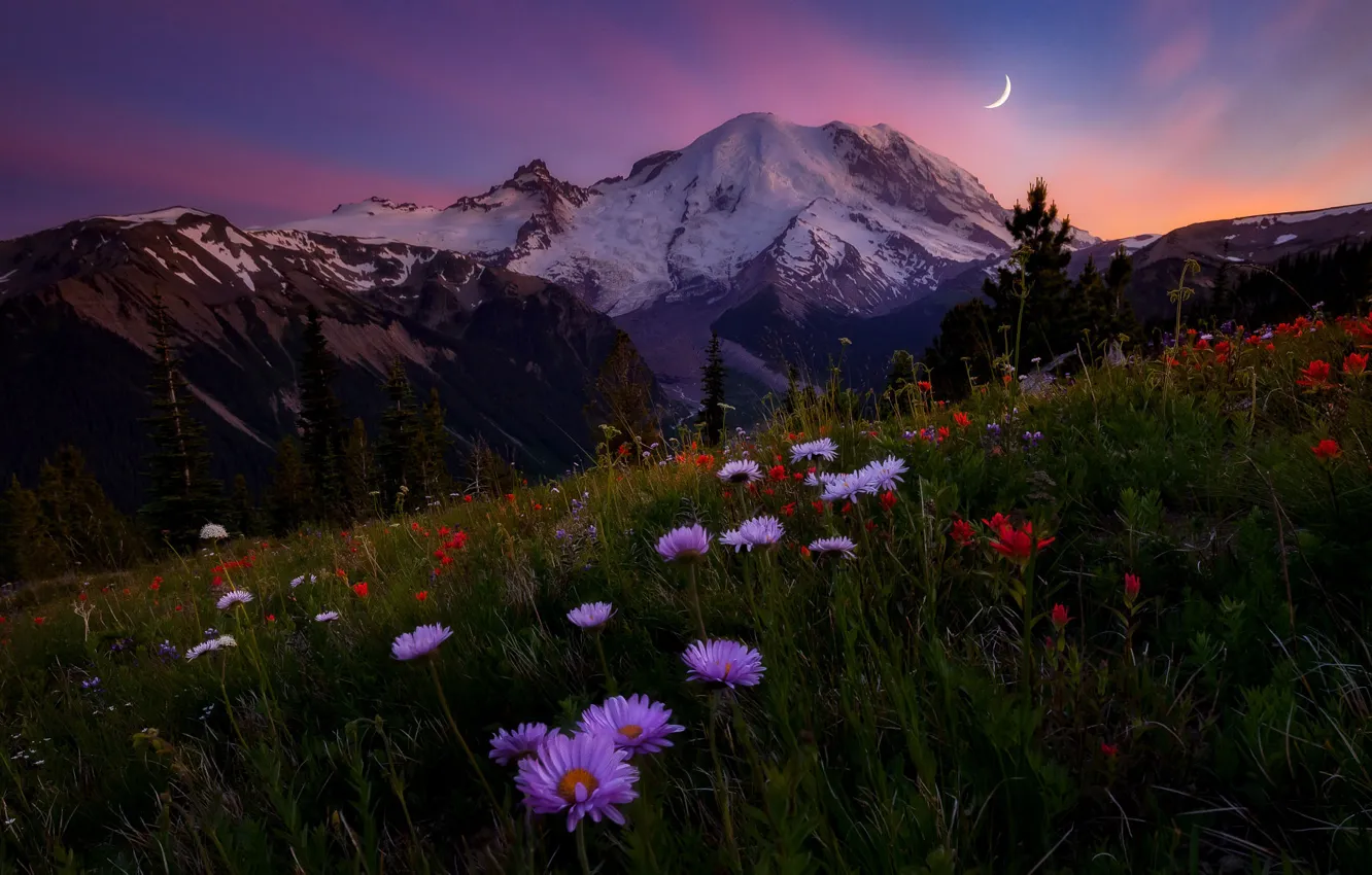 Фото обои небо, цветы, горы, вечер, луг, Doug Shearer, гора Rainier