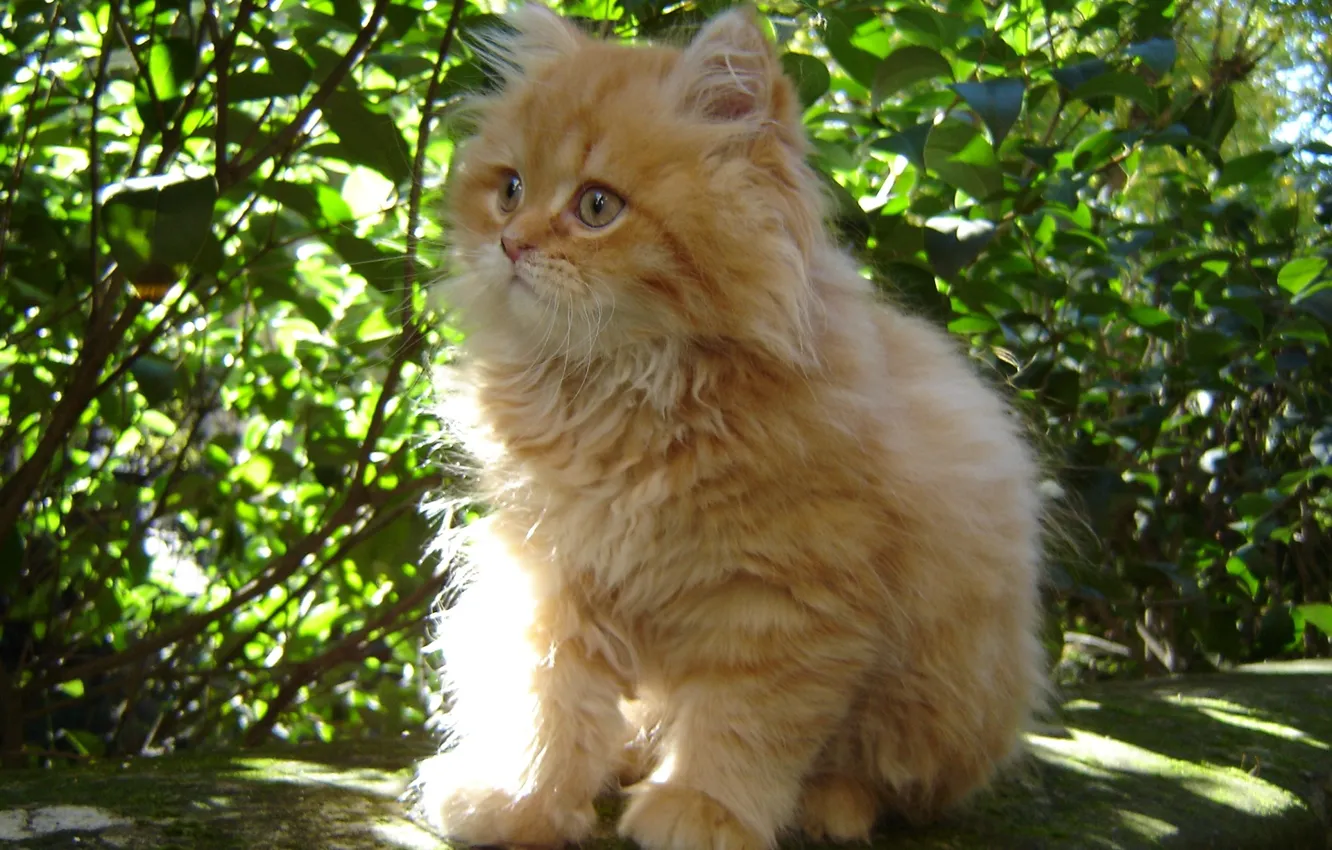 Фото обои кошка, пушистый, Котенок, малыш, рыжий, котэ