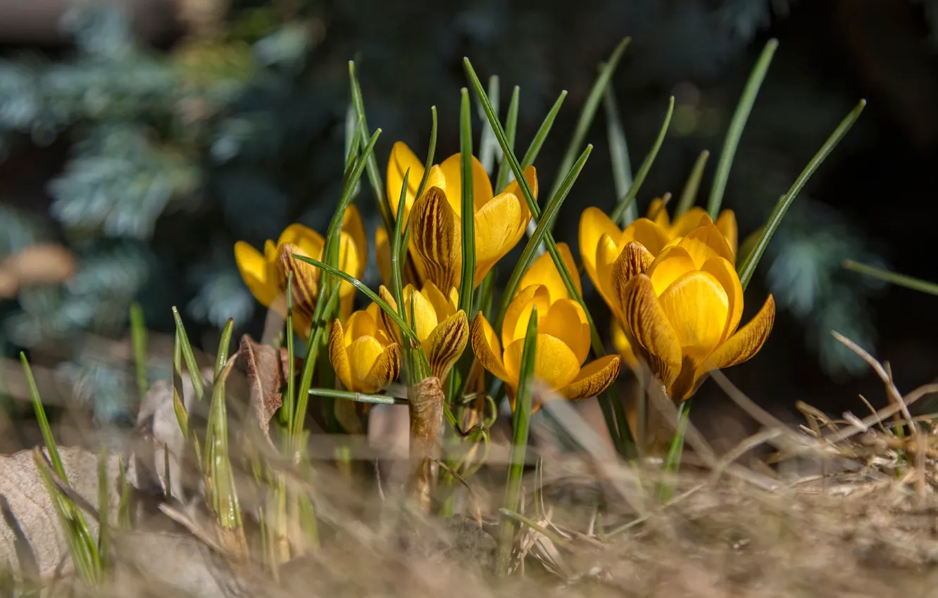 Фото обои поляна, весна, желтые, крокусы