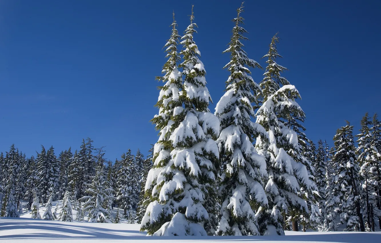 Фото обои зима, лес, небо, солнце, снег, деревья, сугробы