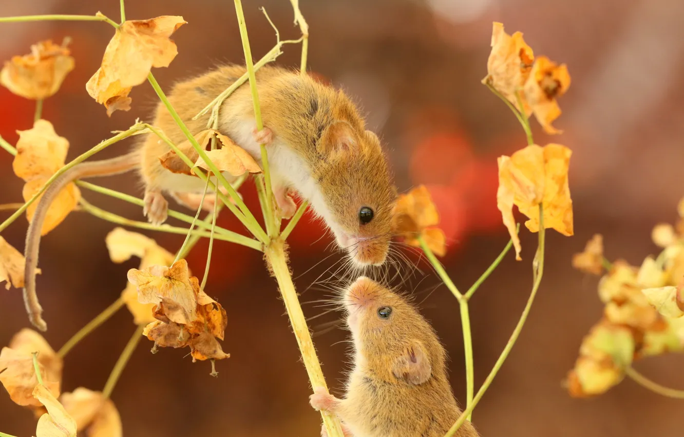 Фото обои парочка, мышки, Мышь-малютка