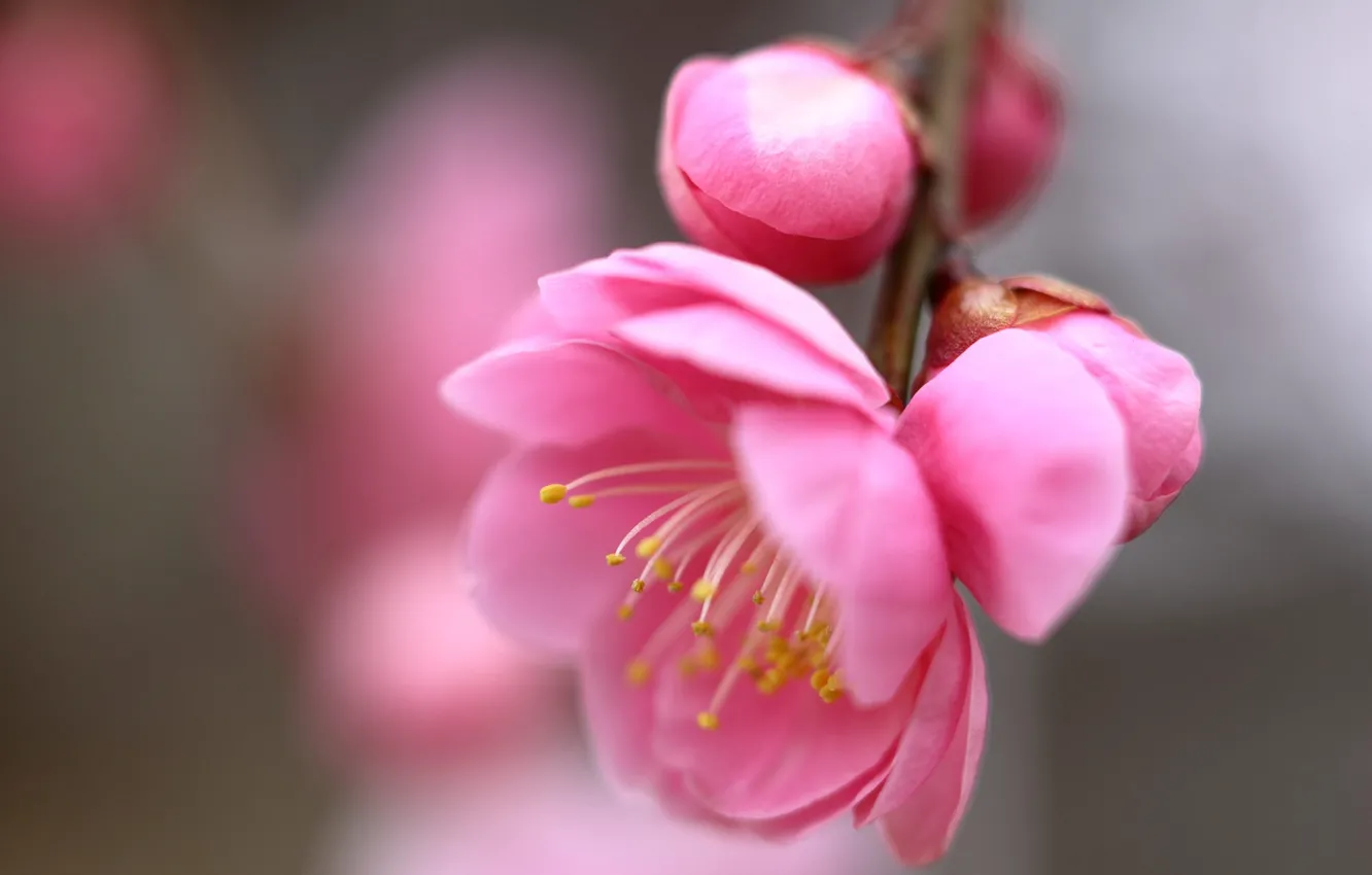 Фото обои розовые цветы, размытый фон, ветка сакуры