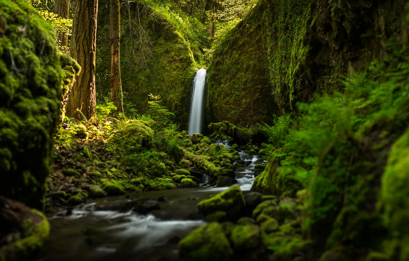 Фото обои лес, водопад, речка, Oregon, Ruckel Creek Falls