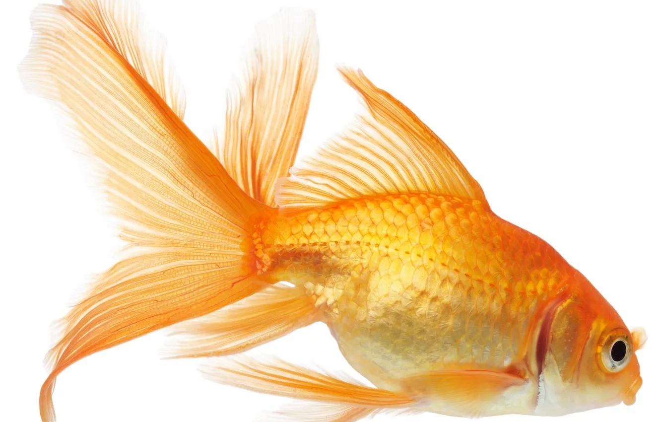 Фото обои белый, фон, рыбка, рыба, золотая