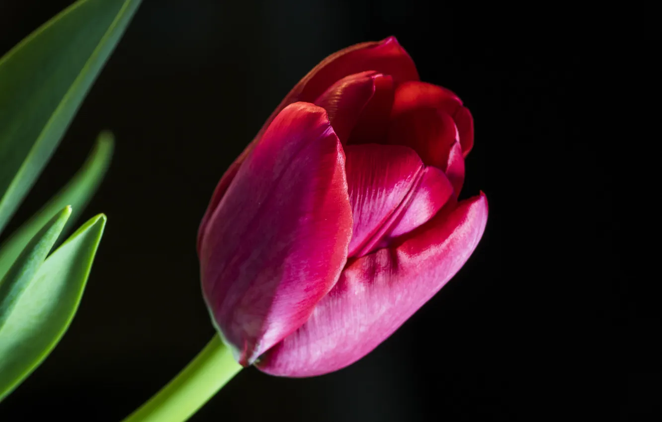 Фото обои цветок, фон, тюльпан, лепестки