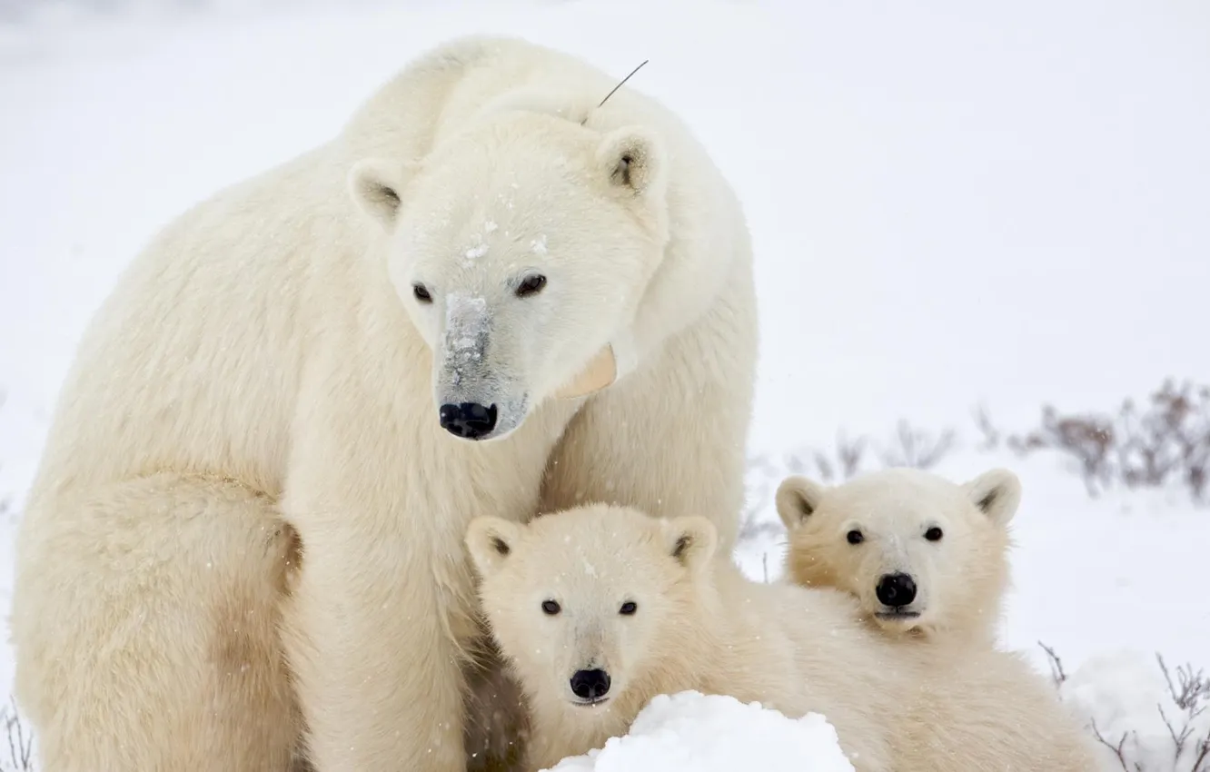 Фото обои снег, белая, медвежата, медведица