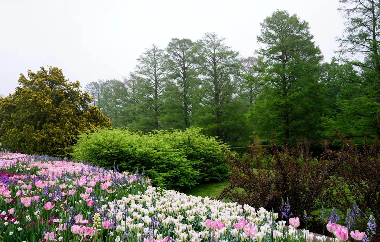 Фото обои деревья, цветы, сад, тюльпаны, США, кусты, Pennsylvania, Longwood Gardens