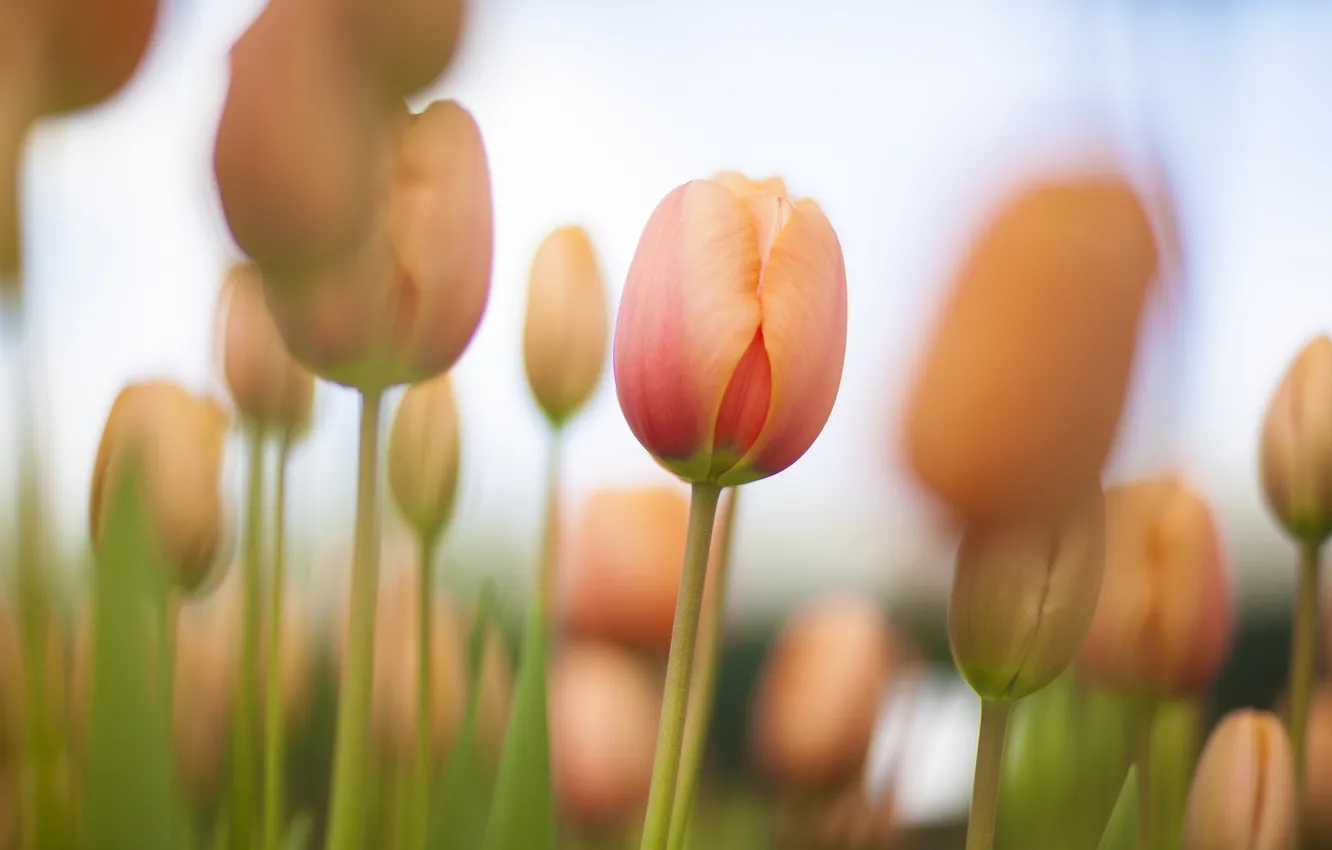 Фото обои поле, весна, тюльпаны, много