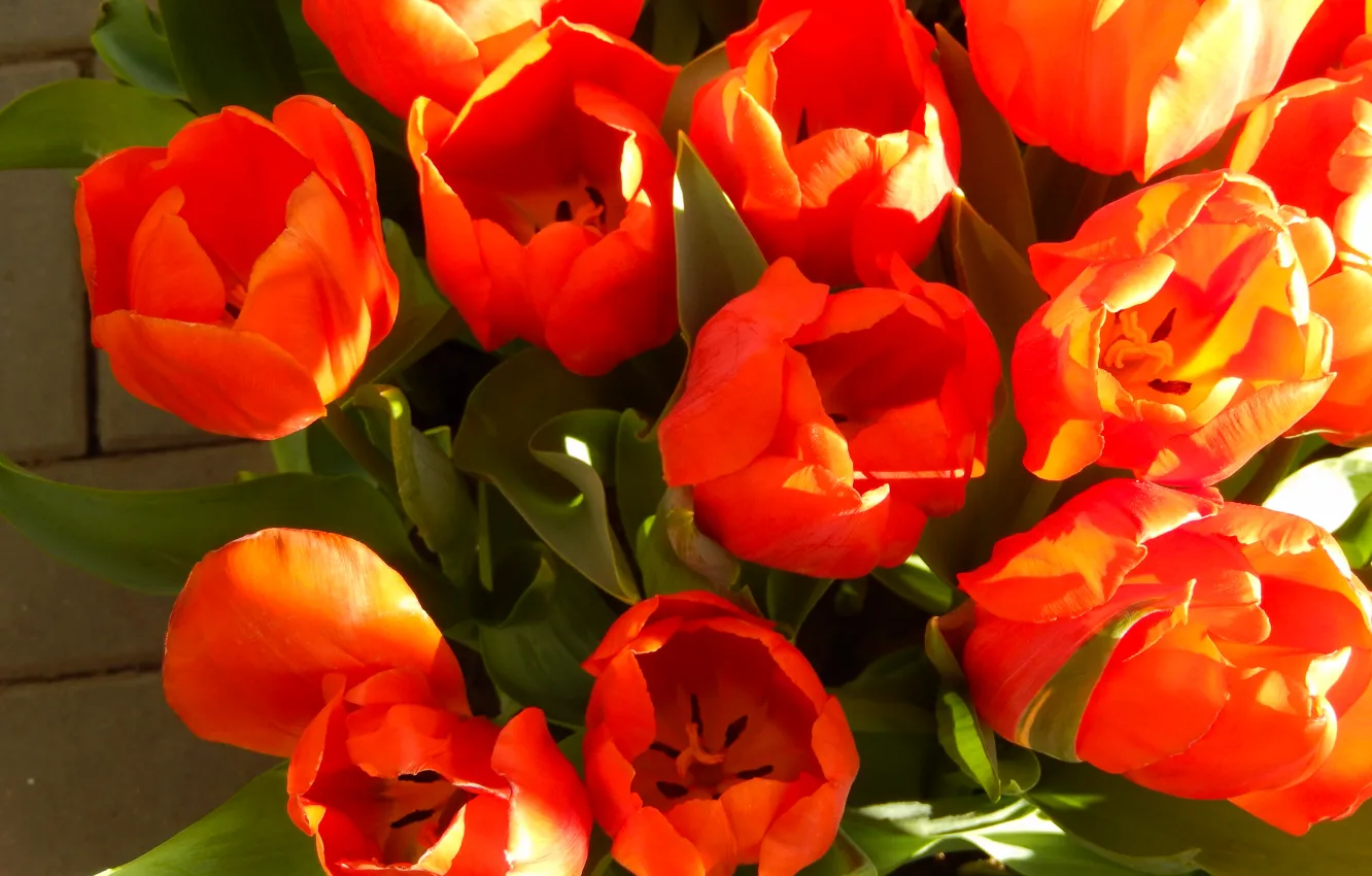 Фото обои трава, цветы, widescreen, обои, весна, тюльпаны, wallpaper, grass