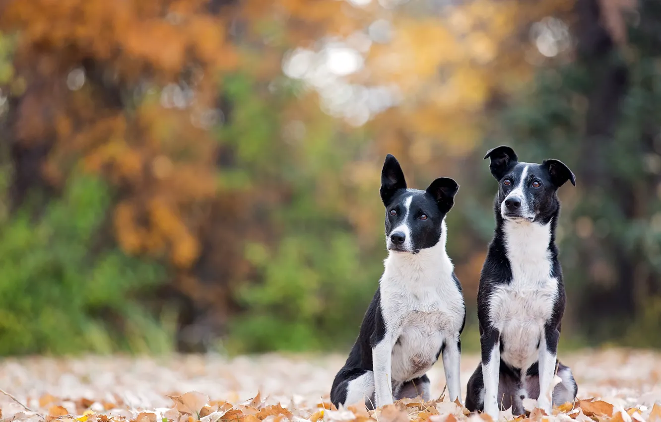 Фото обои осень, листья, боке, две собаки