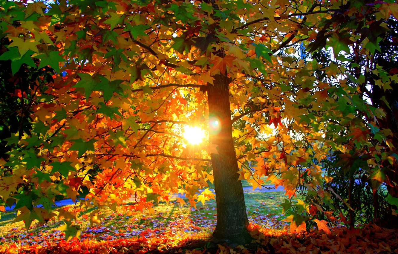 Фото обои листопад, лучи солнца, клен осенью